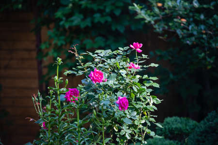 Rose flowers and buds on a blurred green backgroundon a blurred green backgroundの写真素材