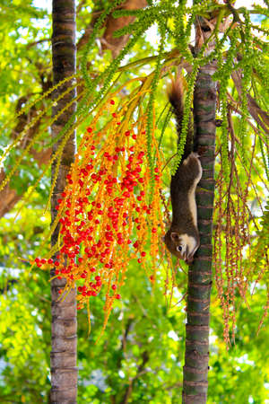 Squirrel eat food on treeの写真素材