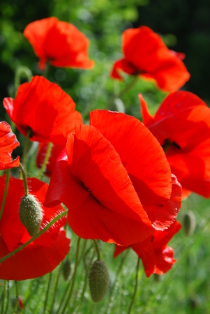Red Wild Poppies field - Polish Summer, Europeの写真素材