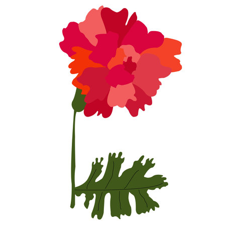 Red carnation on a white background. Vector illustration for your designのイラスト素材