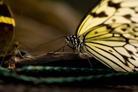 A butter resting on a tree stumpの写真素材