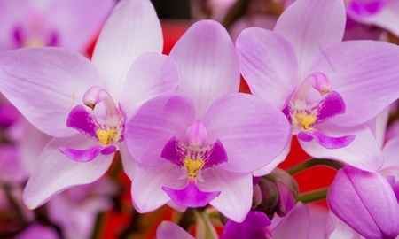 Pink color orchid flower taken at Penang Botanical Garden during the Penang Orchid Festival 2010の写真素材