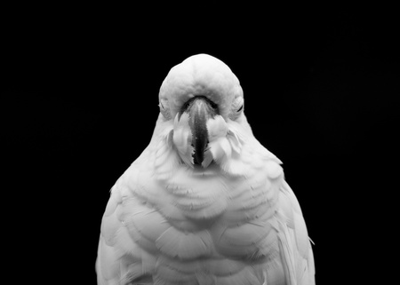 A white parrot at Penang Bird Parkの写真素材