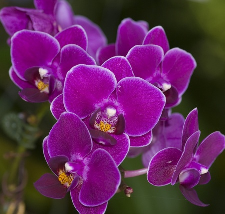 Orchid flower taken at Penang Botanical Garden during the Penang Orchid Festival 2008の写真素材