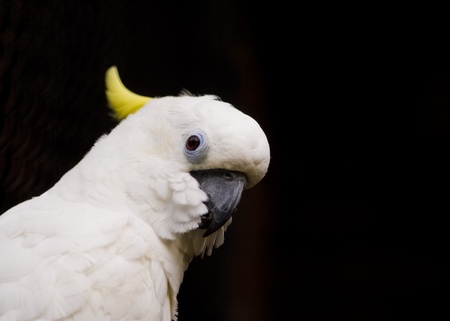A white parrot at Penang Bird Parkの写真素材