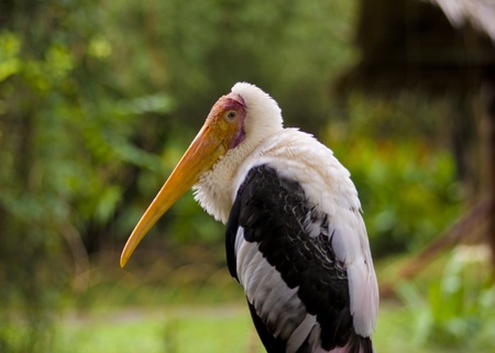 Unidentified bird at Penang Bird Parkの写真素材