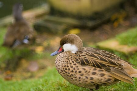 A browned feather duck at Penang Bird Parkの写真素材