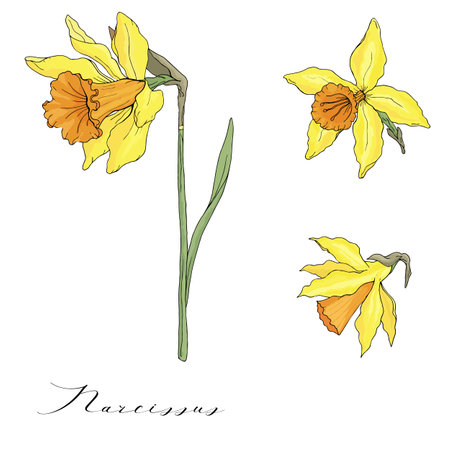Vector hand drawn narcissus on white backgroundのイラスト素材