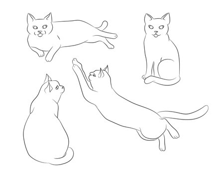 Cute hand drawn white cat in different positions. Set of cat positions. cat posing. Cats. sketch. vector art.のイラスト素材