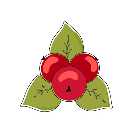 Cranberries isolated on white background. vector illustrationのイラスト素材