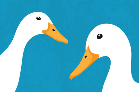 Two cute white peeking ducks looking at camera. Curious duck faces close up. Vector illustrationのイラスト素材