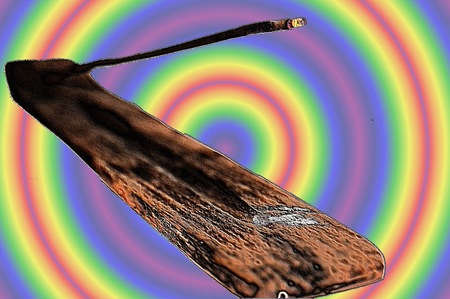 the psychedelic incenseの写真素材