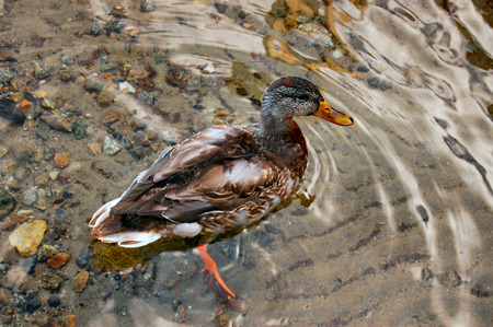 duck in waterの写真素材