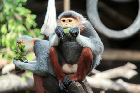 Macaque