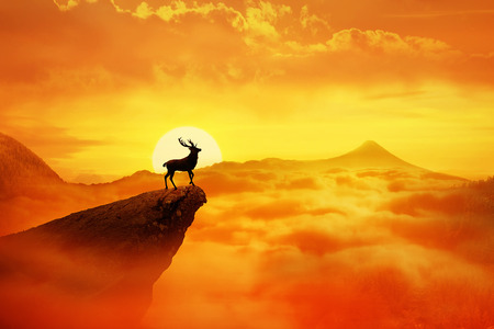 Silhouette of a lonely deer with long horns standing on a cliff against orange sunset. Dusk sky over the clouds in the mountains. Wild life landscape scene screen saverの写真素材