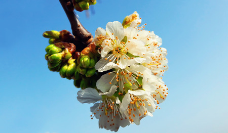 Spring cherry flowers blooming. Blossom over blue sky background. Greening conceptの写真素材