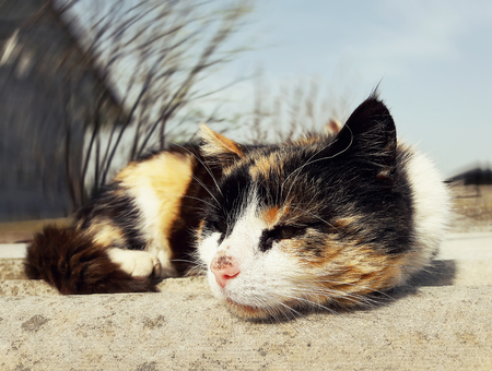 Sad kitten lying on a roofの写真素材