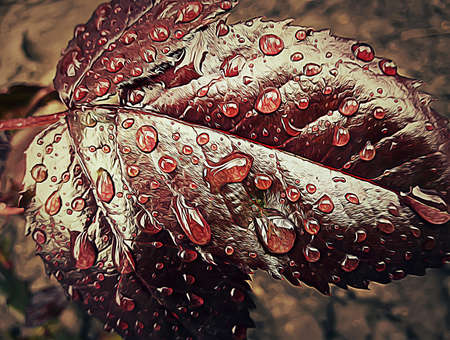Rose red leaf with water drops on it. Illustration for backgroundの写真素材