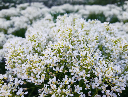 Illustration of a meadow with white flowers