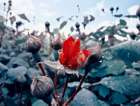 Red rose bud in the garden over natural background after rain.の写真素材