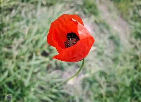 Single, red poppy flower in the fieldの写真素材