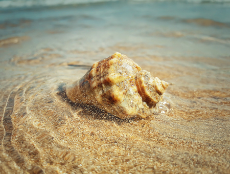 Large whelk shell washed by sea waves. Summer vacation backgroundの写真素材