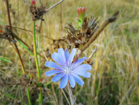 Close up of a blue chicory flower with a bee collecting nectar in a autumn fieldの写真素材