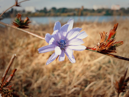 Close up of a blue chicory flower in a autumn meadowの写真素材