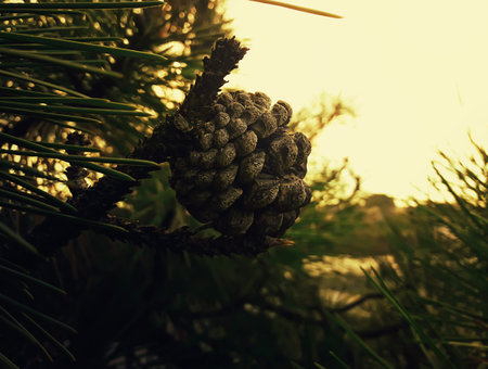 Old pine cone growing on the branch between the tree needles in the forest