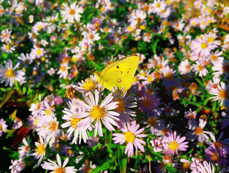 Cute yellow butterfly feeding on purple chrysanthemum nectarの写真素材