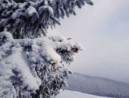 Winter fir closeup in snowy forest. Pine branches covered with snow in cold winter weather.の写真素材