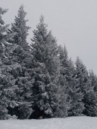 Fir trees under the snow. Mountain forest in winter. Christmas landscapeの写真素材