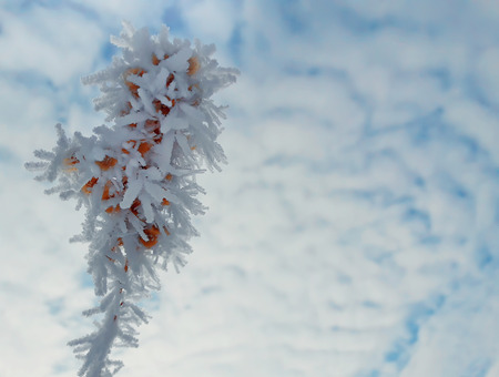 Closeup of a dry, frosted plant in a sunny winter day. の写真素材