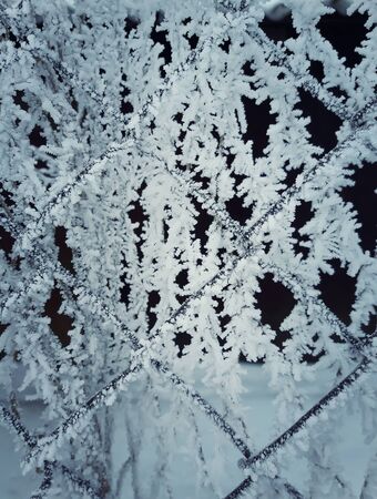 Winter scene of a wire mesh fence completely covered with hoar frost.の写真素材
