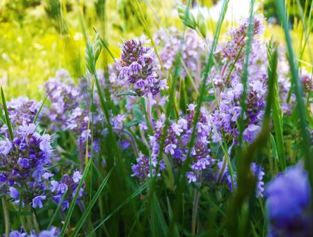 Close up of summer wild flower meadow. Composition of nature.の写真素材