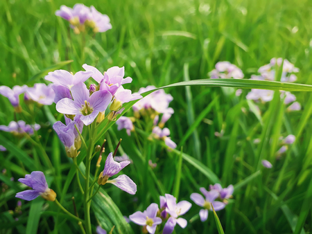 Close up of wild spring flower meadow. Composition of nature, green garss and purple petals.の写真素材