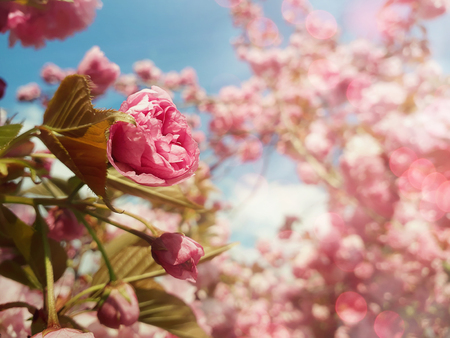 Close up full bloom of sakura Japanese cherry blossom. Wild pink flowering tree buds blooming and green leaves growing. Floral pattern, spring clusters on the branches in a sunny day in the park.の写真素材