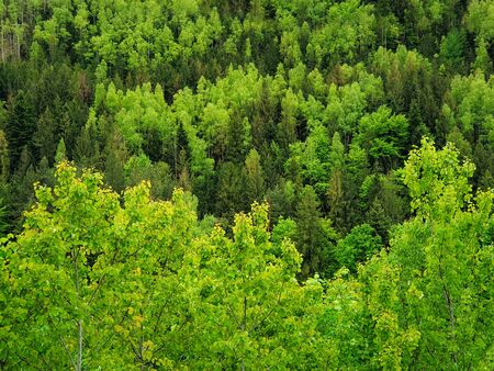 Spring forest texture with different shades of green. Lot of trees on the mountain hill as a pattern. Wild nature landscape, fresh background.の写真素材