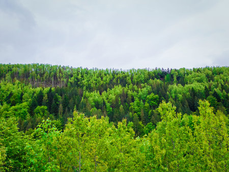 Spring forest texture with different shades of green. Lot of trees on the mountain hill as a...