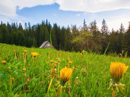 Flowering yellow dandelion field in front of a cottage in the woods. Marvelous spring scene background with an old house in the forest and blooming meadow.の写真素材