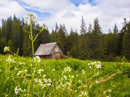 Closeup of wild, white flowers blooming on the field in front of an old wooden cottage near the fir forest. Marvelous rural spring scene with green meadow.の写真素材