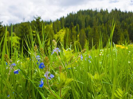 Close up beautiful view of nature green grass, carpathian mountains flora, meadow over pine woods background with sunlight.の写真素材