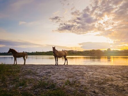 Two brown horses, young foal and his mother mare, standing near pond, watering over sunset background with reflection on the lake surface.の写真素材