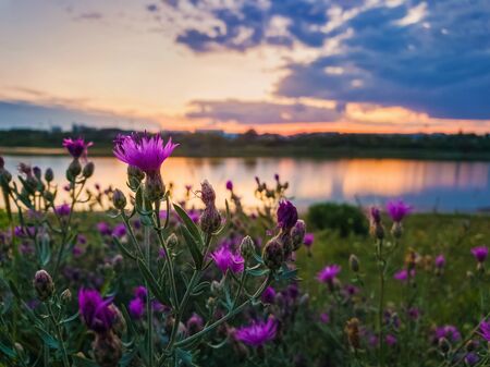 Close up of wild, purple shrub flowers blooming in the meadow near lake over sunset background in a calm summer evening.の写真素材