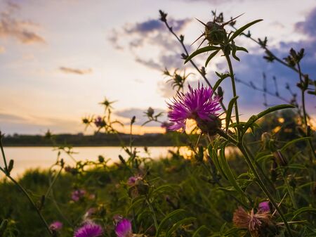 Bushes of spiny purple plants with thistle flowers blooming over sunset sky background.の写真素材
