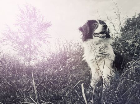 Black and white portrait of a happy border collie dog seated on the field in the middle of the nature looking around enjoying the silence of a sunny day.の写真素材
