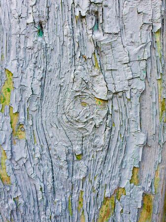 Old paint peeling of an old wood texture background. Wooden wall abstract rustic grunge.の写真素材