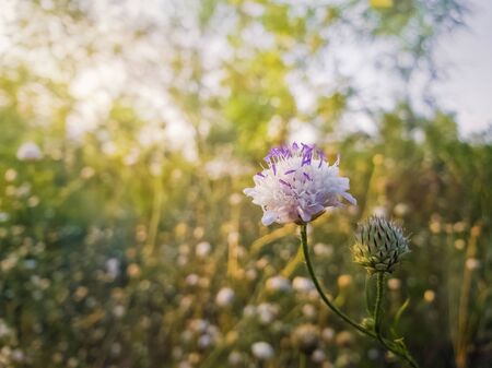 White form of Field scabious (Knautia arvensis) with purple pistils flowering in the steppe nature. Tiny wildflowers closeup.の写真素材
