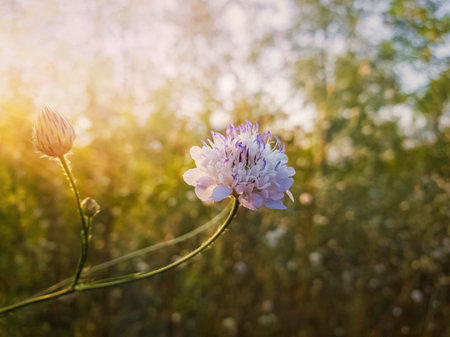White form of Field scabious (Knautia arvensis) with purple pistils flowering in the steppe nature. Tiny wildflowers closeup.の写真素材