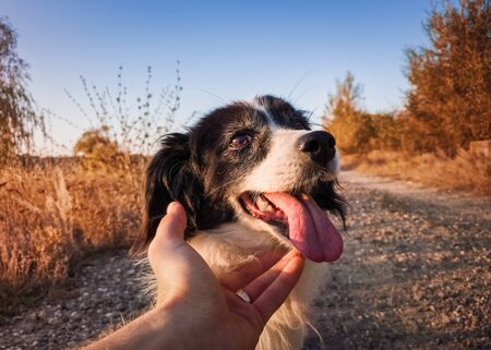 Close up of male hand petting his dog. Funny puppy face open mouth showing long tongue, feeling excited as plays with his master. Owner caresses his old happy pet friend outdoors autumn background.の写真素材